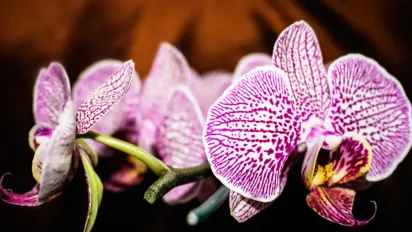 Як поливати орхідею, щоб вона добре росла і пишно цвіла - фото