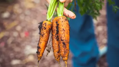 Які культури не можна висаджувати після моркви і чому: головні помилки городників - фото
