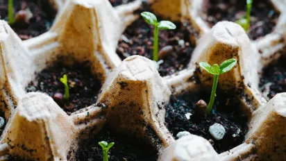 Дієвий метод замочування насіння перед посадкою — урожай зберете щедрий - фото