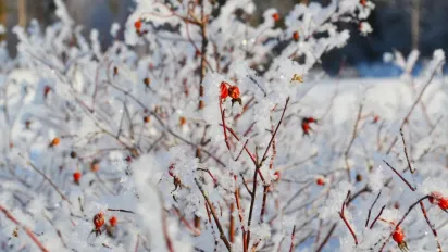 До 17 градусів морозу: в Україну йде похолодання - фото
