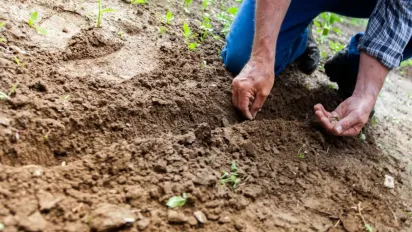 Ці культури не можна садити після гірчиці: ніякого врожаю не буде - фото