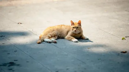 Коли до України прийде довгоочікуване тепло: прогноз синоптика - фото