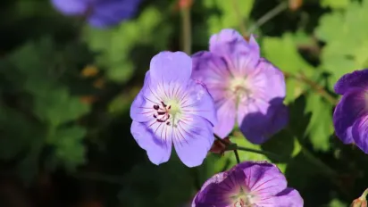В'яле листя та інші ознаки, які попереджають, що фіалку треба терміново рятувати - фото