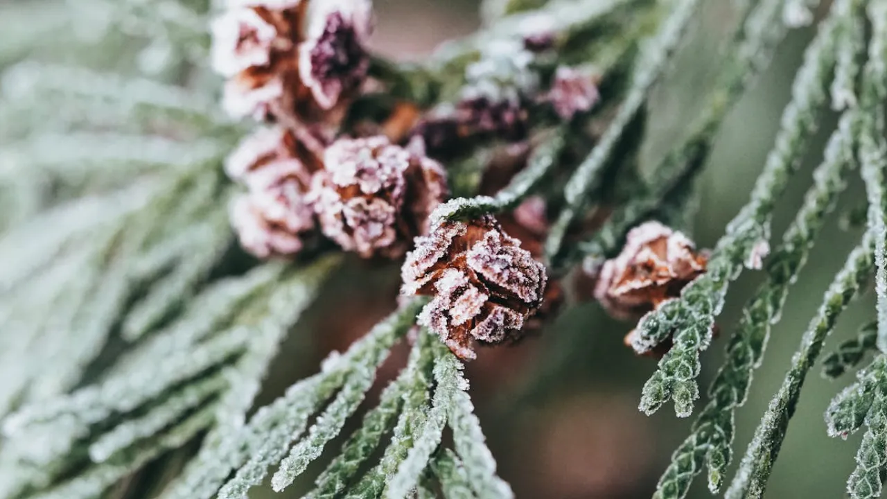 Де найближчої ночі вдарить 20-градусний мороз: прогноз синоптикині 