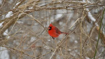 До України повертається тепло: де та коли будуть "плюси" - фото