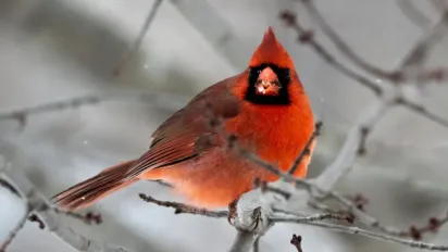 Гороскоп на 20 лютого 2025 року для всіх знаків Зодіаку - фото