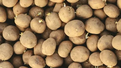 Що робити, якщо насіннєва картопля проросла в лютому: залишати паростки чи обламувати - фото