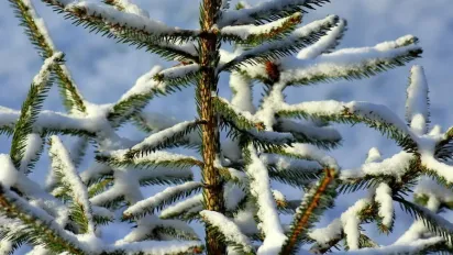 Перед вихідними морози в Україні посиляться: прогноз погоди на 21 лютого - фото