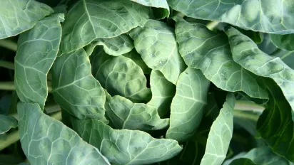 Які культури ідеально ростуть після капусти: ТОП-6 вдалих посадок - фото