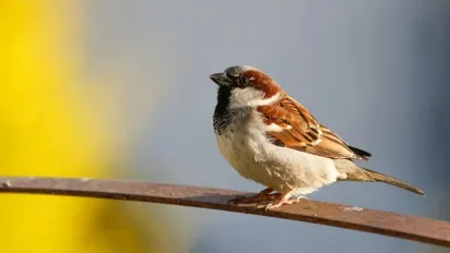 В Україну йде потепління до +16 градусів: названо дату  - фото
