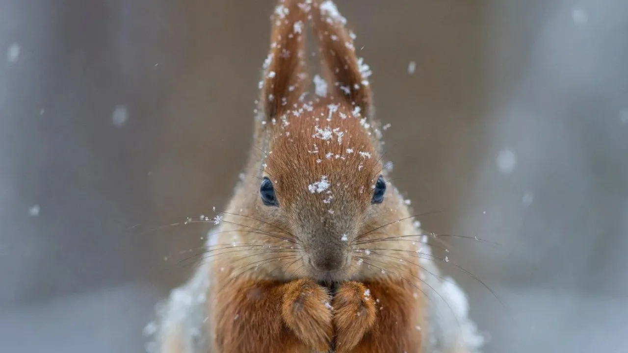 На заході потепління, а на сході сніг: сьогодні погода в Україні зміниться 