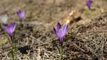 Морози відступають: коли в Україні очікувати потепління - фото