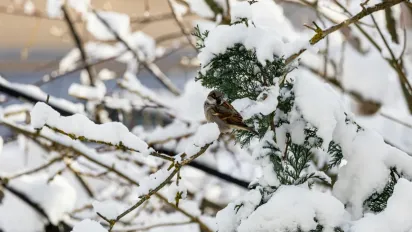 Синоптики повідомили, де в Україні ще втримаються морози до -16° - фото