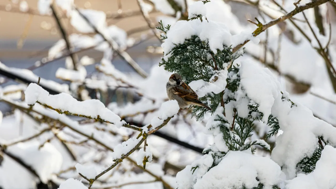 Синоптики повідомили, де в Україні ще втримаються морози до -16° 
