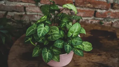 Зелені охоронці вашого здоров'я: кімнатні рослини для здоров'я, які необхідно тримати вдома - фото