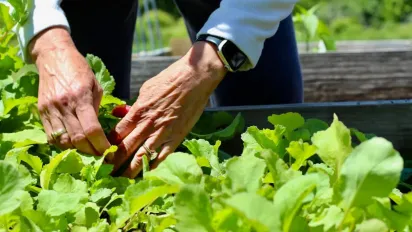 Що посадити поруч із полуницею на одну грядку, щоб зібрати хороший урожай - фото