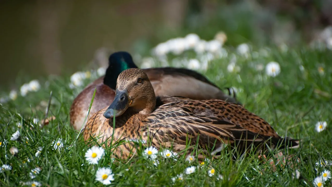 Синоптикиня Діденко розповіла, коли очікувати +15 в Україні 