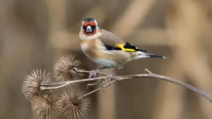 В Україну насувається довгоочікуване потепління: прогноз синоптика - фото