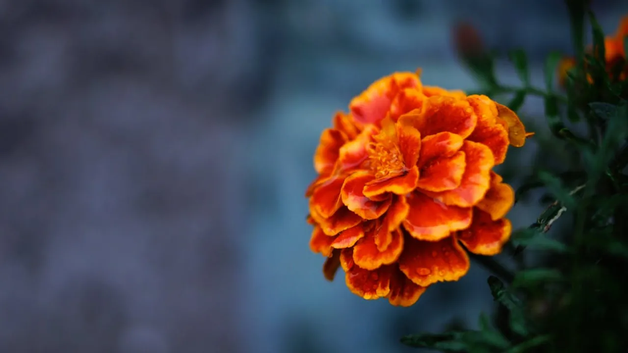 Де посадити чорнобривці, щоб шкідники обходили ваш город стороною 