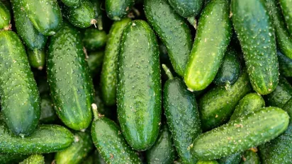 Плодоноситимуть усе літо: коли і як сіяти огірки на розсаду для теплиці - фото