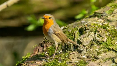 В Україну йде перше справжнє весняне тепло: прогноз синоптика - фото