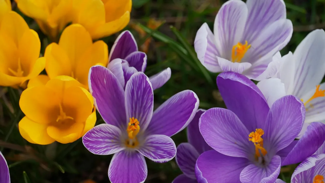 Справжня весняна погода порадує українців вже буквально днями, - синоптикиня 