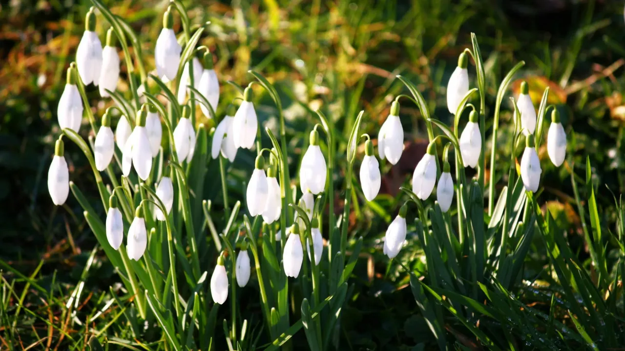 Чого не можна говорити, щоб не накликати горе в дім: звичаї у свято 6 березня 2025 