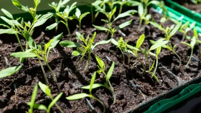 Як реанімувати в'янучу розсаду за допомогою одного нешкідливого аптечного засобу - фото