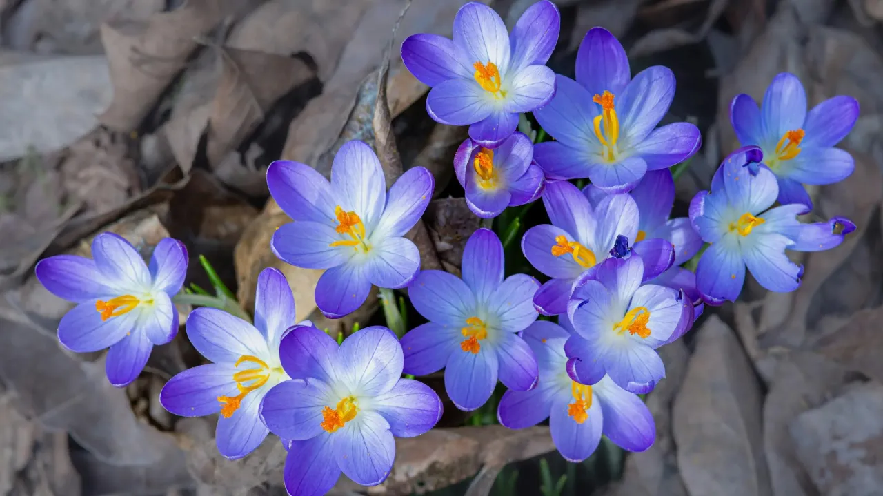 Вихідні побалують українців приємним теплом: прогноз на 8 і 9 березня  