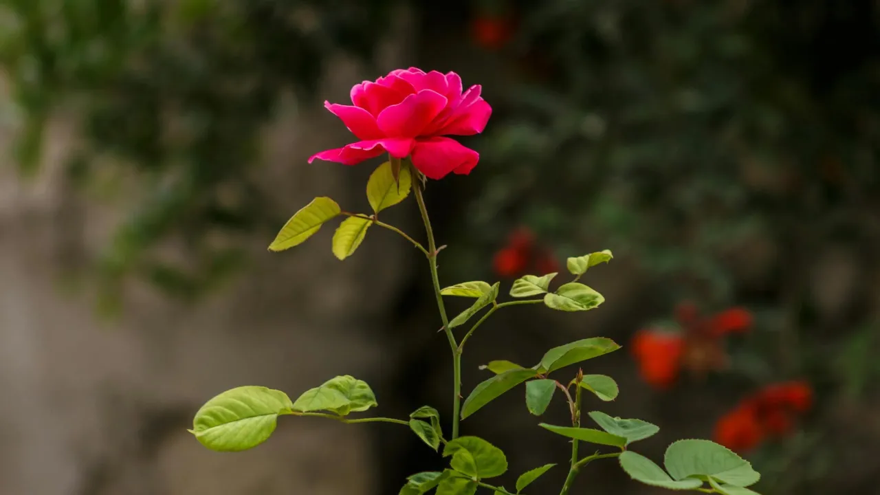 Кущ буде удвічі пишнішим, якщо обрізати троянди в цей час: хитрість від садівника 