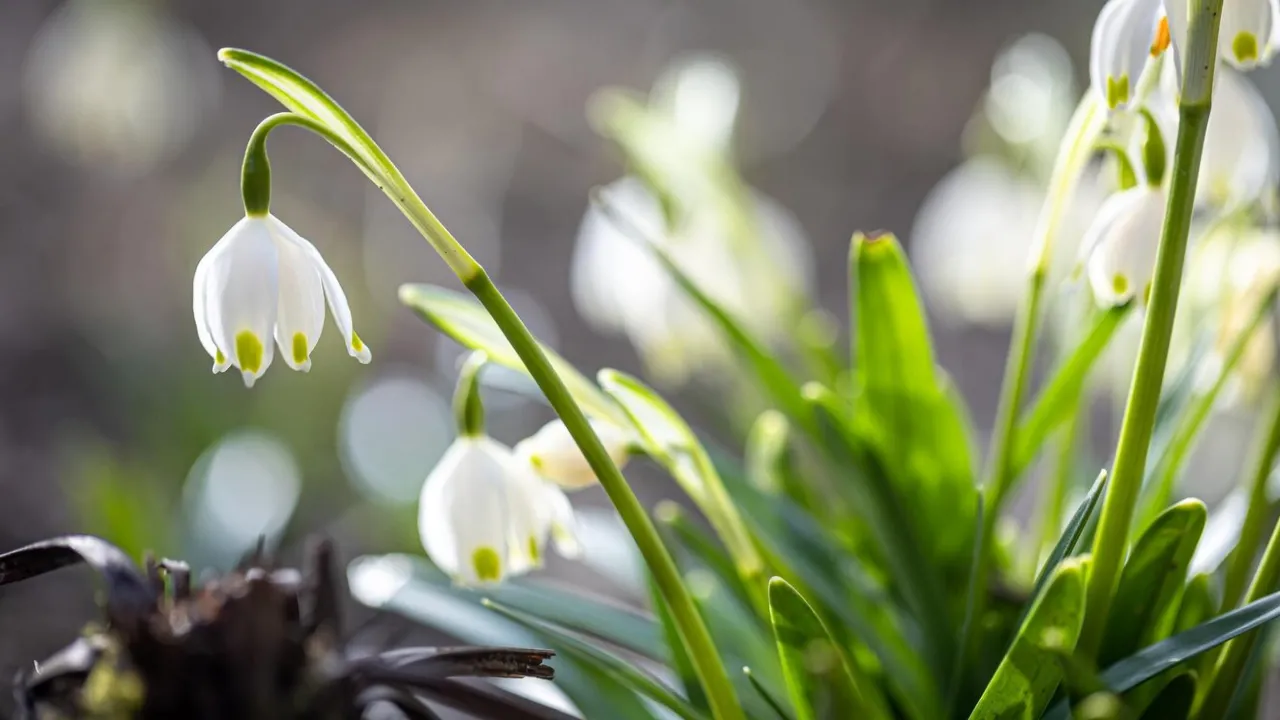 День буде напрочуд теплим: прогноз погоди на 8 березня  