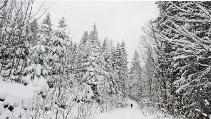 Україну засипле снігом із середини березня: де чекати снігопадів - фото