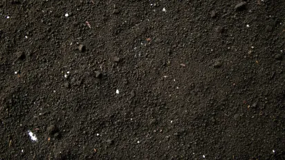 Не гноєм єдиним: 7 добрив, якими його можна замінити - фото