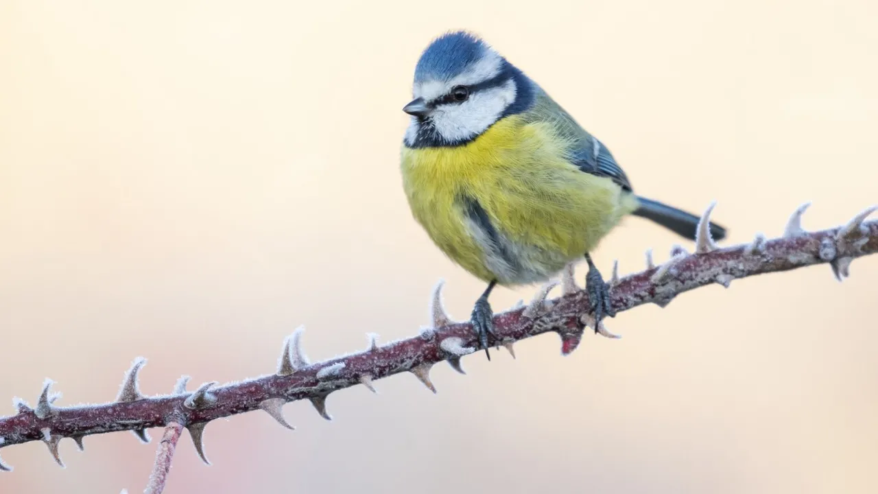 В Україні стане трохи свіжіше: прогноз погоди на 10 березня 