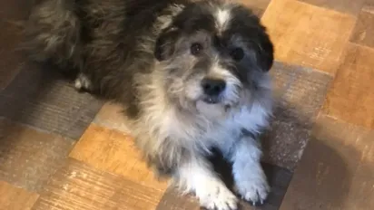 У Вінницькій області пес допоміг загубленій дитині - фото