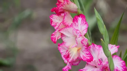 Як прискорити проростання гладіолусів та швидше побачити квітконоси - фото