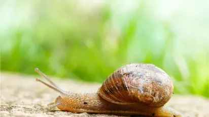 Слимаки бояться цього засобу як вогню: чим потрібно обробити сад навесні - фото