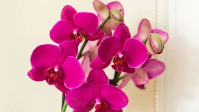 Як змусити орхідею пишно цвісти: дієві методи - фото
