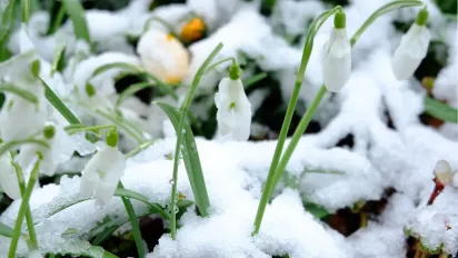 В Україні випаде до 10 см снігу й вдарять морози: прогноз синоптиків - фото