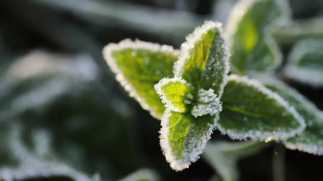 Що буде з посівами та плодовими деревами через різке похолодання: пояснення агрометеоролога 
