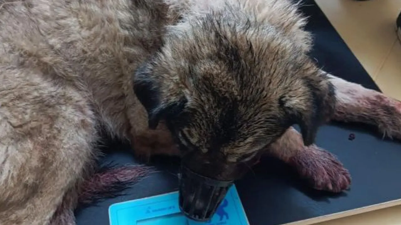 На Київщині жінка побила собаку сокирою 