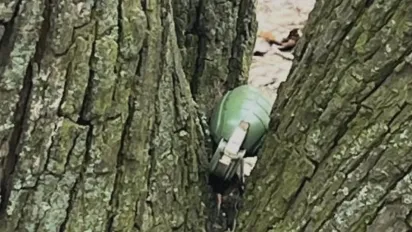 У Києві жінка знайшла в дереві гранату - фото