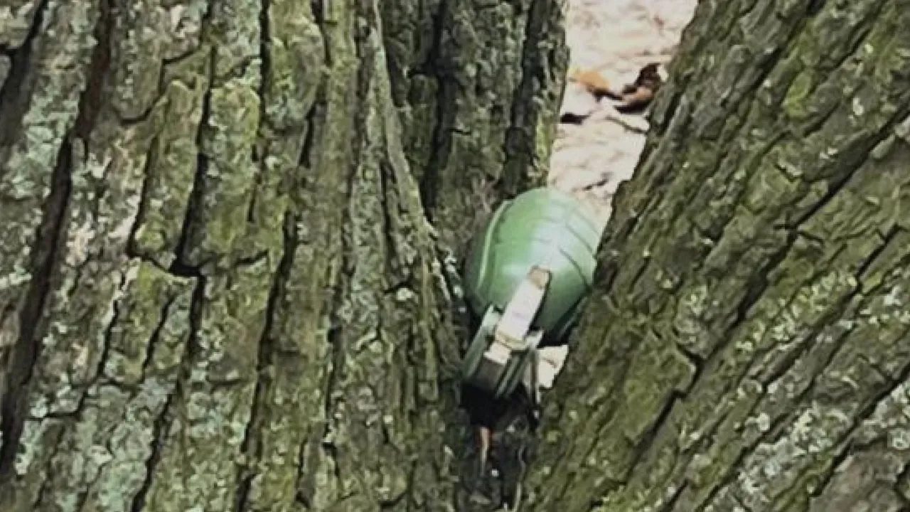 У Києві жінка знайшла в дереві гранату 