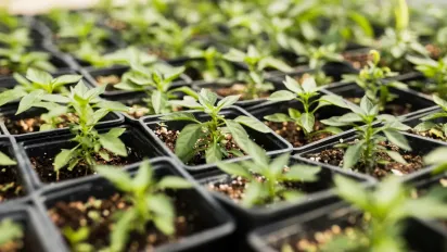 Коли краще поливати розсаду: поради городникам - фото