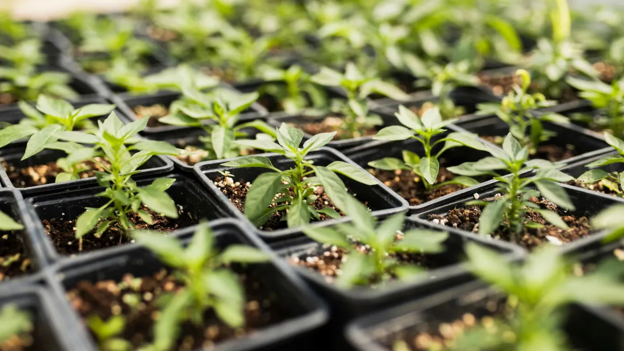 Коли краще поливати розсаду: поради городникам 