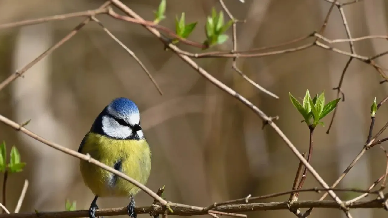 Коли до України повернеться весняне тепло: названо точну дату 