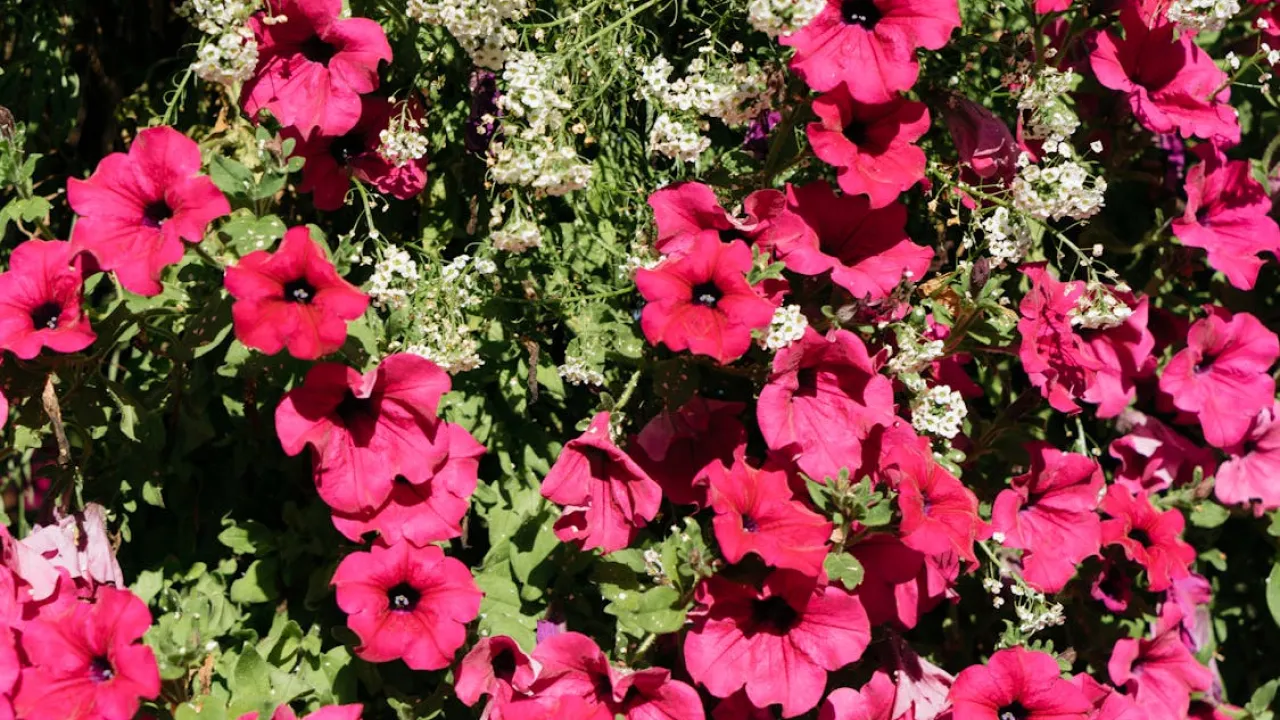 Секрети пишного цвітіння петуній: важливість підживлення на різних етапах росту 