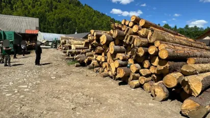 На Закарпатті лісники незаконно зрубали дерев на понад 12 млн гривень - фото