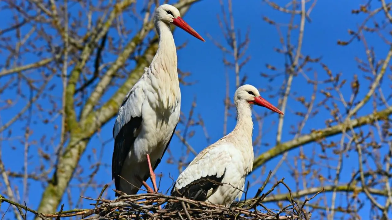 Синоптикиня Діденко повідомила, коли в Україну прийде потепління 