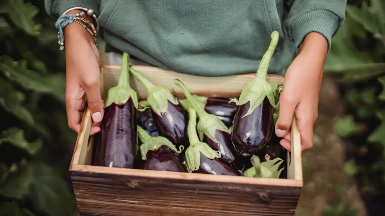 У відкритому ґрунті чи в теплиці: де посадити баклажани, щоб зібрати багатий урожай 